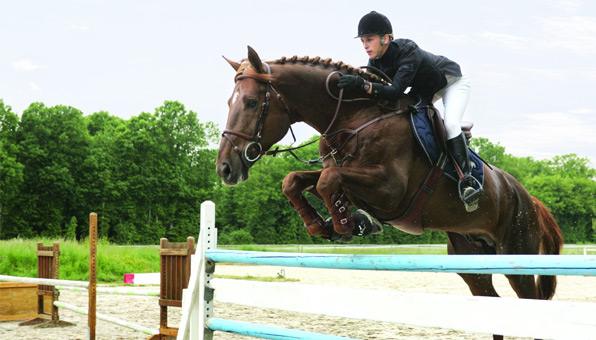 polar equine v800